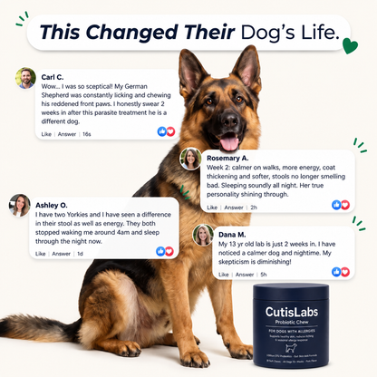 Probiotic Chew for Dog Gut Health